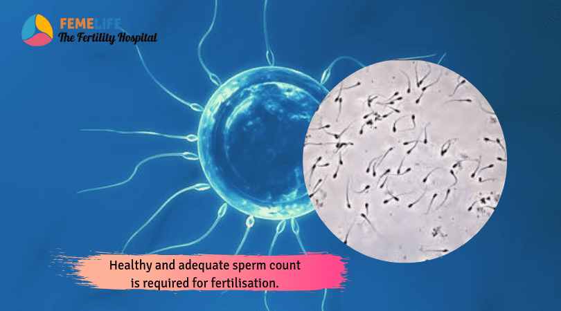 in vitro fertilisation